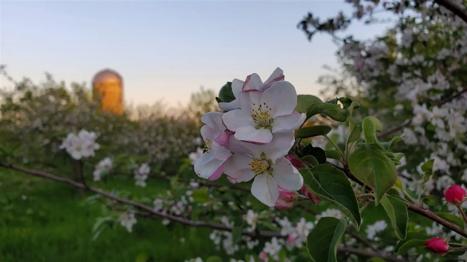 Pink and white apple blossoms with the orchard silo behind them