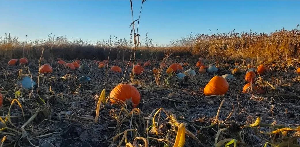 Orange and white pumpkins in the patch beneath a blue sky