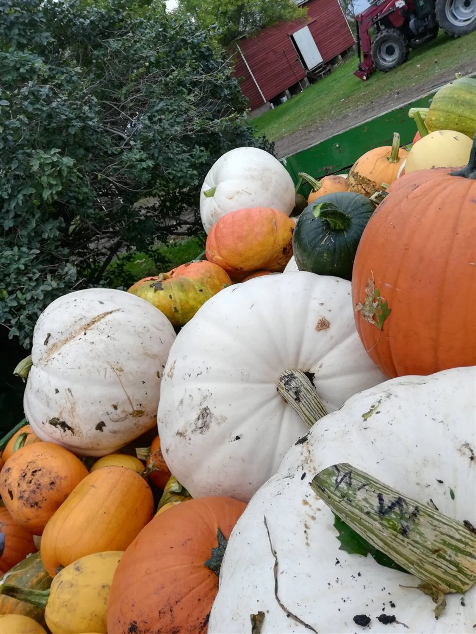 Orange, white and green pumpkins gathered in a wagon